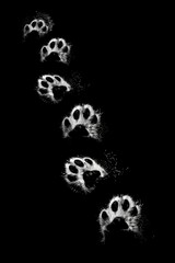 Black and white photo of dog's paw prints, suitable for pet lovers or animal themes