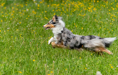 Einjähriger Blue-merle Sheltie-Rüde springt  in der Blumenwiese