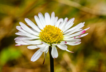 Fototapeta premium flower detail of white pink common daisy, known as lawn, English, or bruisewort (Bellis perennis)
