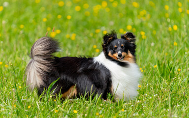Einj&auml;hriger tricolour-Sheltie-R&uuml;de springt in der Wiese
