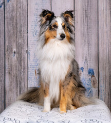 Blue-Merle Sheltie-R&uuml;de wird auf die Hundeausstellung vorbereitet.