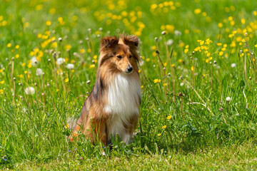 Dark-sable Sheltie-H&uuml;ndin hat Spa&szlig; in der Fr&uuml;hlings-Wiese