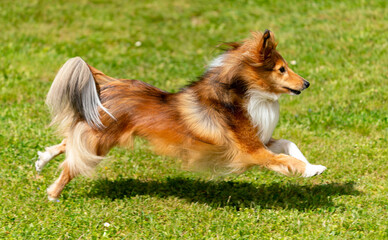 Dark-sable Sheltie-H&uuml;ndin hat Spa&szlig; in der Fr&uuml;hlings-Wiese