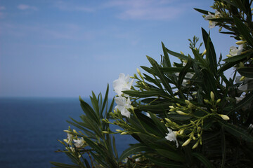 Plant with White Flowers on Seashore with View over Mediterranean Sea. Picturesque Landscape in Turkey.