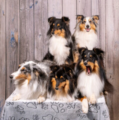 Sheltie-Hunde-Freunde posieren auf Ausstellungstisch