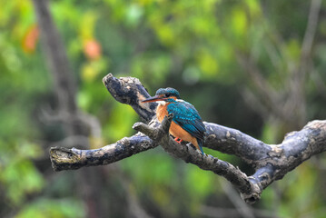 A beautiful Kingfisher perching and waiting for a fish for a fish in Mangrove forest. This photo was taken from Sundarbans National Park.