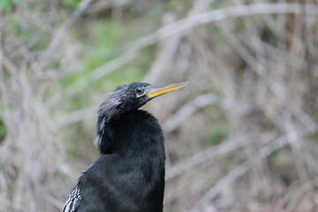 Close up of head, neck and parts of hull of Anhinga bird in Wakulla Springs, Florida, USA with blurred background of greenery and branches. Outstanding blue eye color.