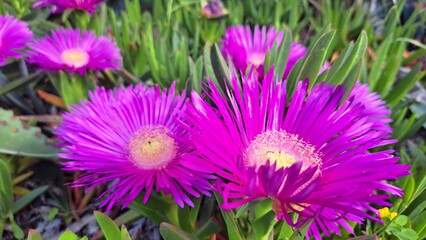 Obraz premium fiore viola