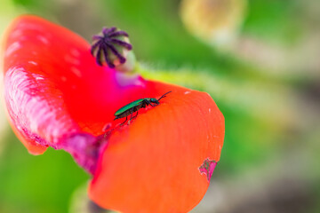 escarabajo verde sobre una flor de amapolas