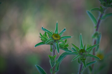 Flor verde con espinas en el bosque