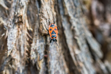 bicho naranjo en el tronco de un arbol