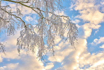 Clouds in sky, snow and tree branches for winter growth or sustainability for environment and nature. Background, cold and wallpaper with frozen leaves outdoor from below for natural ecology
