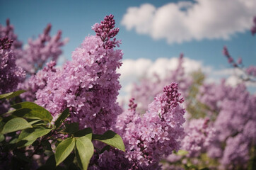 Fototapeta premium lilac flowers in bloom closeup