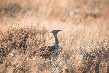 A Kori Bustard, Ardeotis Kori, in the Pilanesberg National Park in South Africa