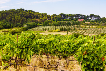 Vineyards in Provence France