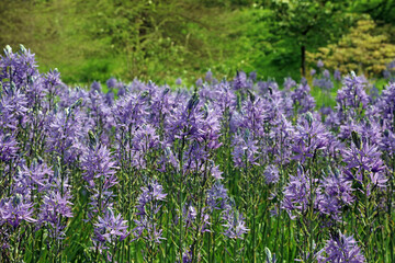 Closeup of a bed of Large Camas blooms, Derbyshire England
