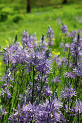 Closeup of Large Camas blooms, Derbyshire England
