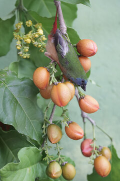 A pin-tailed parrotfinch is looking for food in the bushes. This bird, whose feathers are beautiful like the colors of a rainbow, has the scientific name Erythrura prasina.