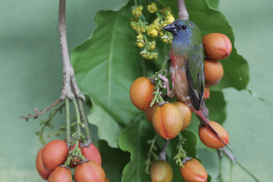 A pin-tailed parrotfinch is looking for food in the bushes. This bird, whose feathers are beautiful like the colors of a rainbow, has the scientific name Erythrura prasina.