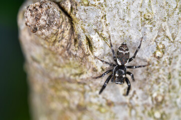 jumping spider