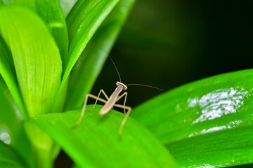 mantis larva on leaf