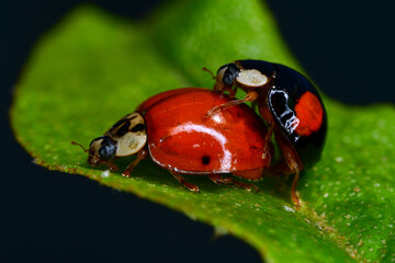 ladybug on a leaf
