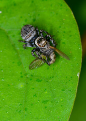jumping spider catching flies