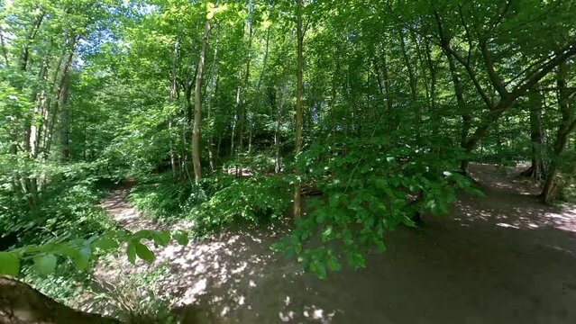 Aster in Hamburg im Sommer an der Mellingburger Schleuse - Fu&szlig;weg