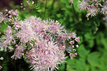 Pink and purple French Meadow Rue blooms, Derbyshire England
