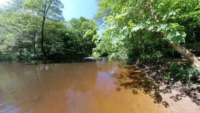 Aster in Hamburg im Sommer an der Mellingburger Schleuse - Blick durch die Bl&auml;tter