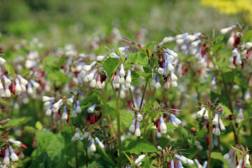 Sunlit Common Comfrey flowers in Spring, Derbyshire England
