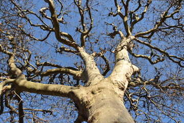 Blue sky and London plane tree in the winter