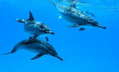 Three Dolphins Swimming Together Underwater in the clear blue water of the Red Sea in Marsa Alam
