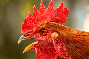 The great indian colorful male rooster chickens close up face portrait with skin texture detail,...