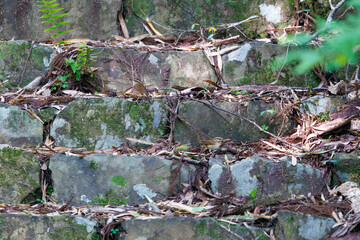 お寺の石段で巣作りの巣材を集める可愛いヤブサメ（ウグイス科）のペア。
日本国東京都八王子市、八王子城跡にて。
2024年5月撮影。
A pair of lovely Short-tailed Bush Warbler (Urosphena squameiceps) gathering nesting material on the stone steps of a temple.
