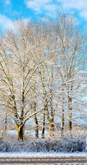 Ice, snow and winter with trees of nature for cold season or weather in natural ecosystem. Background, earth and environment with forest outdoor on blue sky for ecology, growth or sustainability