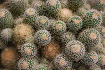 Fototapeta premium Texture background from thorny small cacti. Cactus top view