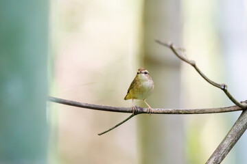 竹藪の奥で大きく不思議な高周波の声でさえずる可愛いヤブサメ（ウグイス科）。
日本国東京都八王子市、八王子城跡にて。
2024年5月撮影。
A lovely Short-tailed Bush Warbler (Urosphena squameiceps) chirping loudly and mysteriously in a high-frequency voice behind a bamb