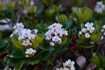 タチシャリンバイ　シャリンバイ（車輪梅）