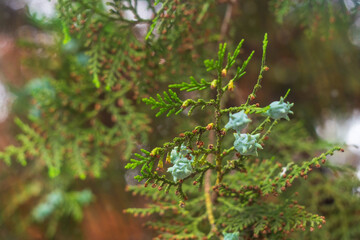 Green fresh cypress branches on a slightly dark background with red shades of a blurred background with a bokeh effect and highlights. Atmosphere of a walk in park under trees in the shade in summer