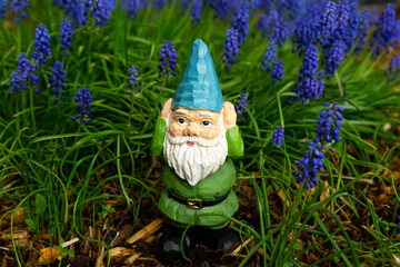 Cute tiny garden gnome standing at the foot of muscari flowers in bloom during a spring afternoon,...