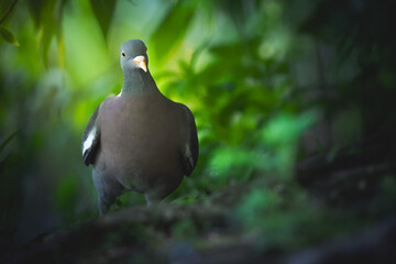Wood Pigeon