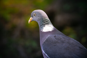 Wood Pigeon