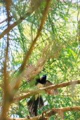 新緑の林の奥で飛ぶ羽虫をフライキャッチする、長い尻尾の美しいサンコウチョウ（カササギヒタキ科）。
日本国東京都八王子市、八王子城跡にて。
2024年5月撮影。
A beautiful Japanese Paradise Flycatcher (Terpsiphone atrocaudata) with a long tail fly-catching winged insects flying d