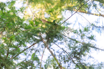 新緑の林の奥で飛ぶ羽虫をフライキャッチする、長い尻尾の美しいサンコウチョウ（カササギヒタキ科）。
日本国東京都八王子市、八王子城跡にて。
2024年5月撮影。
A beautiful Japanese Paradise Flycatcher (Terpsiphone atrocaudata) with a long tail fly-catching winged insects flying d
