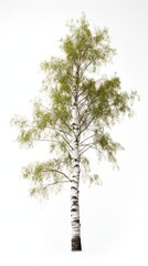 Fototapeta premium realistic digital painting of a tall birch tree with white bark and green leaves, isolated on a white background