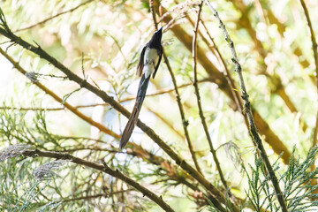 新緑の林の奥で飛ぶ羽虫をフライキャッチする、長い尻尾の美しいサンコウチョウ（カササギヒタキ科）。
日本国東京都八王子市、八王子城跡にて。
2024年5月撮影。
A beautiful Japanese Paradise Flycatcher (Terpsiphone atrocaudata) with a long tail fly-catching winged insects flying d