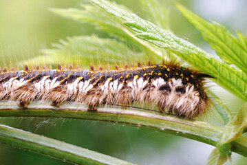 brown caterpillar with hairs on blackberry stem in field