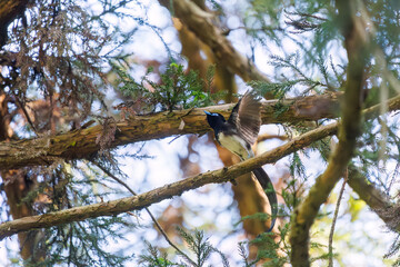 新緑の林の奥で飛ぶ羽虫をフライキャッチする、長い尻尾の美しいサンコウチョウ（カササギヒタキ科）。
日本国東京都八王子市、八王子城跡にて。
2024年5月撮影。
A beautiful Japanese Paradise Flycatcher (Terpsiphone atrocaudata) with a long tail fly-catching winged insects flying d