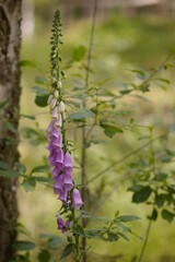 roter Fingerhut im Wald